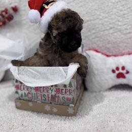 Poodle Puppies from Lixira Poodles
