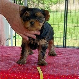 Eve - Black and tan female Yorkshire Terrier puppy in Grand Terrace, California from CLC SOUTHERN YORKIES