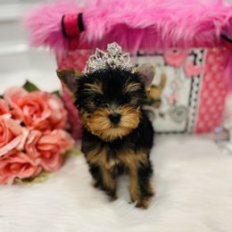 Yorkshire Terrier Puppies from Green Mountain Designer Yorkies