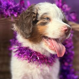 Kris Kringle - Blue merle male Miniature Australian Shepherd puppy in Granbury, Texas from Jubilee Acres