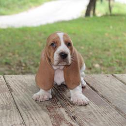 George - Lemon and white male Basset Hound puppy in Missouri from Clevenger Farms