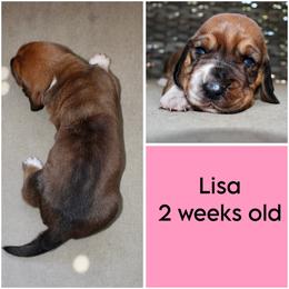 Lisa - Red and white female Basset Hound puppy in Jacksboro, Texas from Basset Hounds of Jacksboro, Tx
