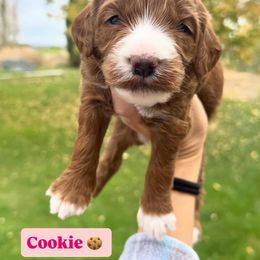 Cookie - Red female Bernedoodle puppy in Horseshoe Bend, Idaho from Over the Moon Poodles and Doodles