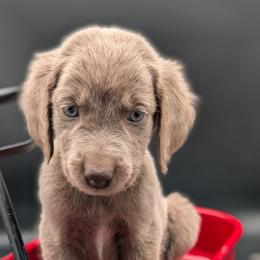 Bandit - male Long Haired Weimaraner puppy in Evart, Michigan from Drehbar Weimaraners