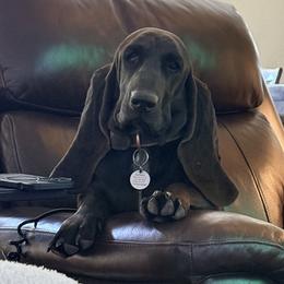 Eulalia - Basset Hound