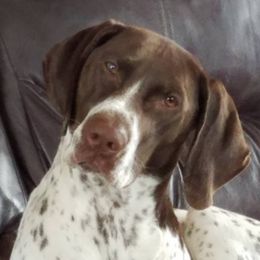 Seneca - German Shorthaired Pointer