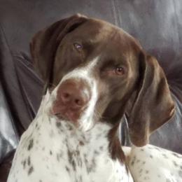 Seneca - German Shorthaired Pointer