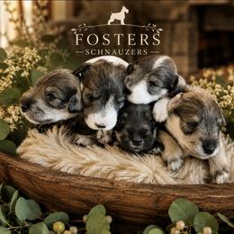 Miniature Schnauzer puppies from Fosters Schnauzers