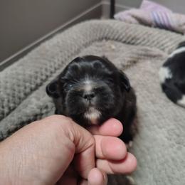 Lily - Black female Pekingese puppy in Andrews, South Carolina from Purple Diamonds Kennel