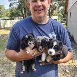 Toy Australian Shepherd Puppies from Beasley Acres Aussies