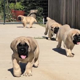 Mastiff Puppies from Lone Star Mastiff