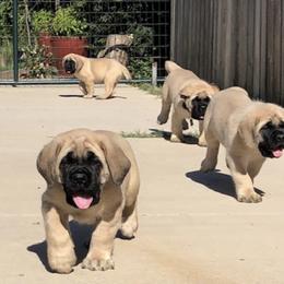 Mastiff Puppies from Lone Star Mastiff