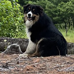 Onyx - Australian Shepherd