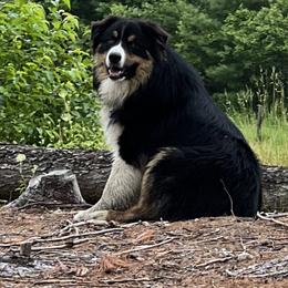 Onyx - Australian Shepherd