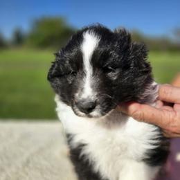 Sebastin - Black and white male Shetland Sheepdog puppy in La Porte City, Iowa from Kyrie Shetland Sheepdogs