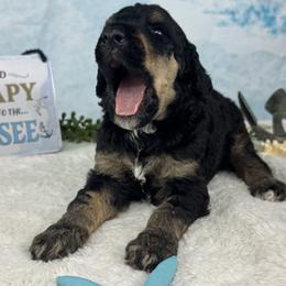 Seehund - Harbor Seal - Phantom male Poodle puppy in Middlebourne, West Virginia from El Silencio Standard Poodles