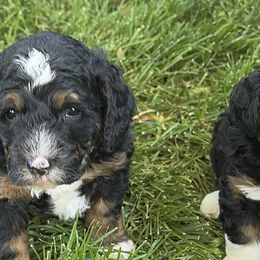 Bernedoodles from Syracuse Doodle Den