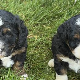 Bernedoodles from Syracuse Doodle Den