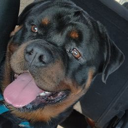 Emiliano - Rottweiler