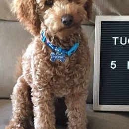 Labradoodles from Dancing Doodles