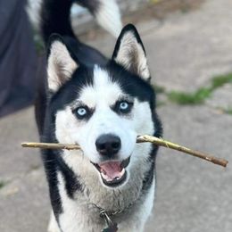 Siberian Husky All Grown Up from WolfPackk