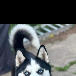 Siberian Husky All Grown Up from WolfPackk