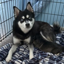 Lozen - Alaskan Klee Kai