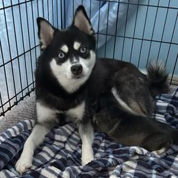 Lozen - Alaskan Klee Kai
