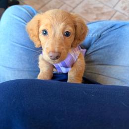 Ella - Cream female Dachshund puppy in Plantation, Florida from Lovelaced Pups