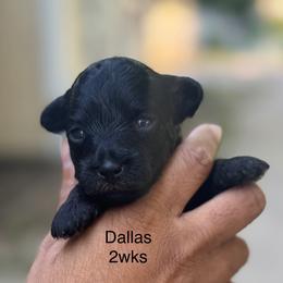 Dallas - Black female Yorkipoo puppy in Waldorf, Maryland from Luv My Yorkies, LLC
