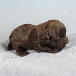 Reese - Brown male Shihpoo puppy in Delphos, Ohio from Route 66 Poodles & Doodles, Sapphire Shih-tzu's of Ohio