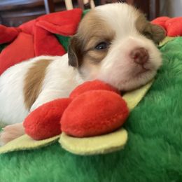 Emmanuel - Havanese puppy from Dean Supreme