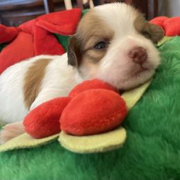 Emmanuel - Havanese puppy from Dean Supreme