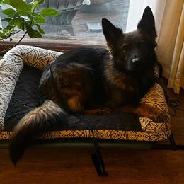 Gaffe - Sable female German Shepherd puppy in Clarkrange, Tennessee from Vom Wolff