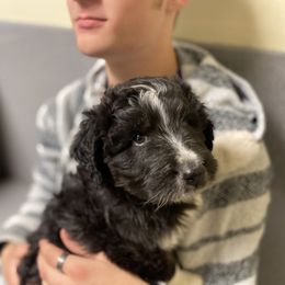 Aussiedoodle, Australian Shepherd, and Miniature Australian Shepherd Puppies from Amie's Aussies & Doodles