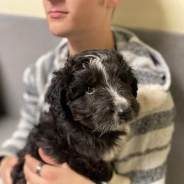 Aussiedoodle, Australian Shepherd, and Miniature Australian Shepherd Puppies from Amie's Aussies & Doodles