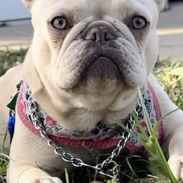 French Bulldogs from Log Cabin Frenchies