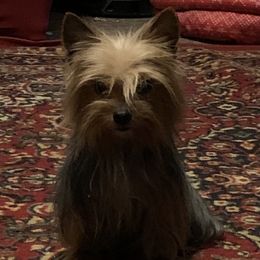Giz - Yorkshire Terrier