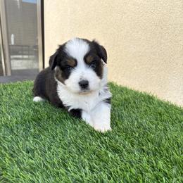 Cookie - Black tri female Toy Australian Shepherd puppy in Menifee, California from Riders Toy Aussies