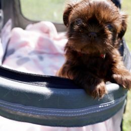 Shih Tzu Puppies from Savage Elegance Texas