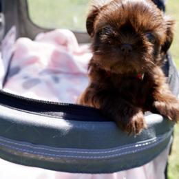 Shih Tzu Puppies from Savage Elegance Texas