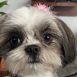 Kneessa - Shih Tzu