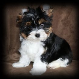 Pomeranian and Yorkshire Terrier Puppies from Smoky Mountain Yorkies