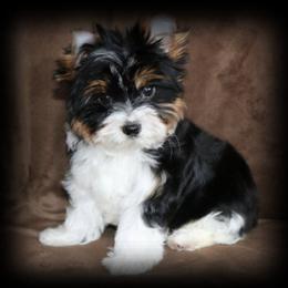 Pomeranian and Yorkshire Terrier Puppies from Smoky Mountain Yorkies