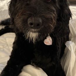 Bernedoodles from Voss Doodles