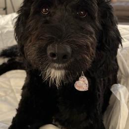 Bernedoodles from Voss Doodles