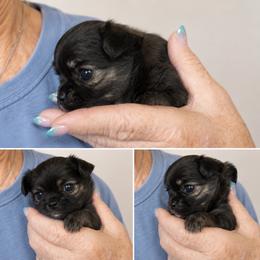 Stripes - Chocolate brindled fawn male Chihuahua puppy in Tecumseh, Oklahoma from Callie’s Happy Chihuahuas, Callie’s Happy Treasures LLC