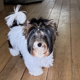Biewer Terriers from Half Pint Biewer Terriers