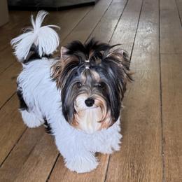Biewer Terriers from Half Pint Biewer Terriers