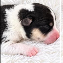 Oakley - Black and white female Cardigan Welsh Corgi puppy in Kerens, West Virginia from Leather & Lace